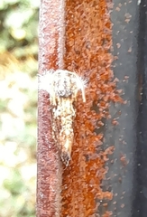 Acrolophus mycetophagus