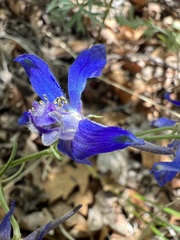 Delphinium nuttallianum
