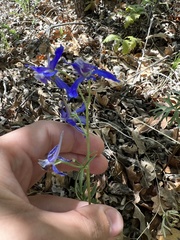 Delphinium nuttallianum