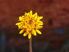 Tridax coronopifolia