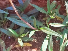Tridax coronopifolia