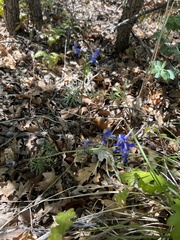 Delphinium nuttallianum