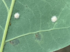 Neuroterus quercusverrucarum