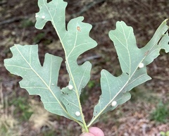 Neuroterus quercusverrucarum