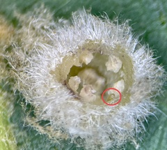 Neuroterus quercusverrucarum