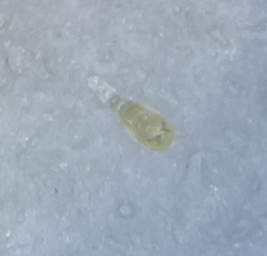 Neuroterus quercusverrucarum