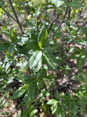 Prunus