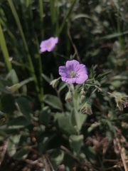 Geranium pseudosibiricum