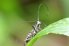 Macrochenus isabellinus