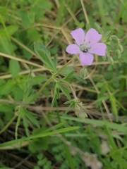 Geranium pseudosibiricum