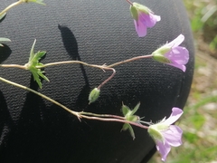 Geranium pseudosibiricum