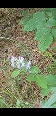 Scutellaria ovata