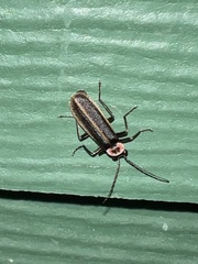 Podabrus brevicollis