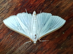 Diaphania costata