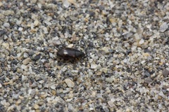 Phaleromela variegata