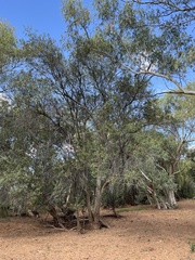 Lophostemon grandiflorus