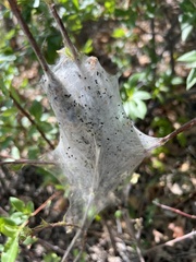 Malacosoma