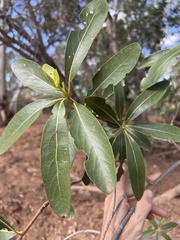 Lophostemon grandiflorus