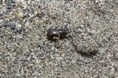 Phaleromela variegata