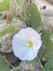 Convolvulus arvensis