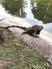 Iguana iguana