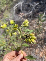 Dodonaea lanceolata