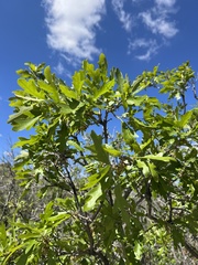 Quercus gambelii