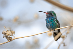 Cynanthus latirostris