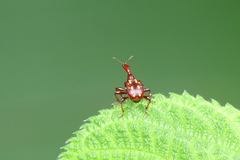 Cycnotrachelus flavotuberosus