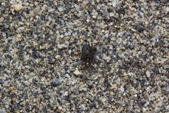 Phaleromela variegata