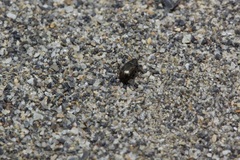 Phaleromela variegata