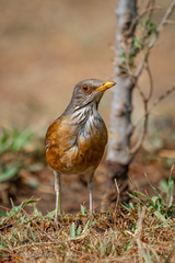 Turdus rufopalliatus