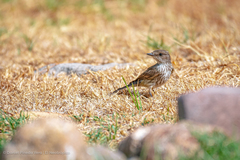 Pyrocephalus rubinus