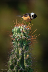 Sporophila torqueola