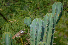 Leucolia violiceps