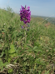Oxytropis ambigua