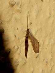 Berothidae