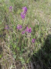 Oxytropis ambigua