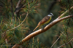 Pitangus sulphuratus