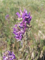 Oxytropis ambigua