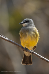 Tyrannus vociferans