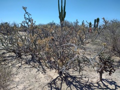 Cylindropuntia molesta