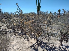 Cylindropuntia molesta
