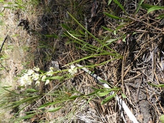 Toxicoscordion paniculatum