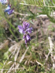Polygala hybrida