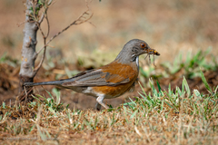 Turdus rufopalliatus