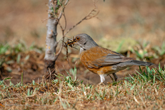 Turdus rufopalliatus