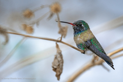 Cynanthus latirostris