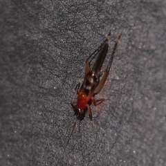 Homoeoxipha lycoides