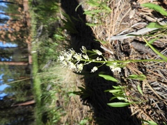 Toxicoscordion paniculatum